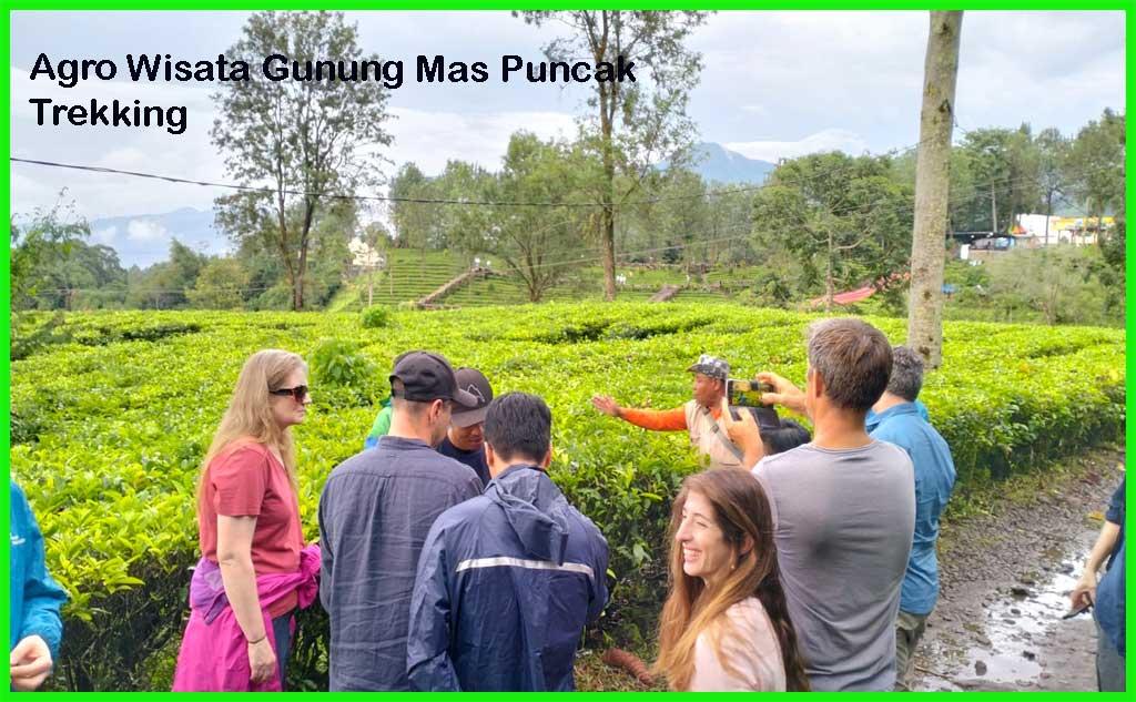 Tempat Gathering di Puncak